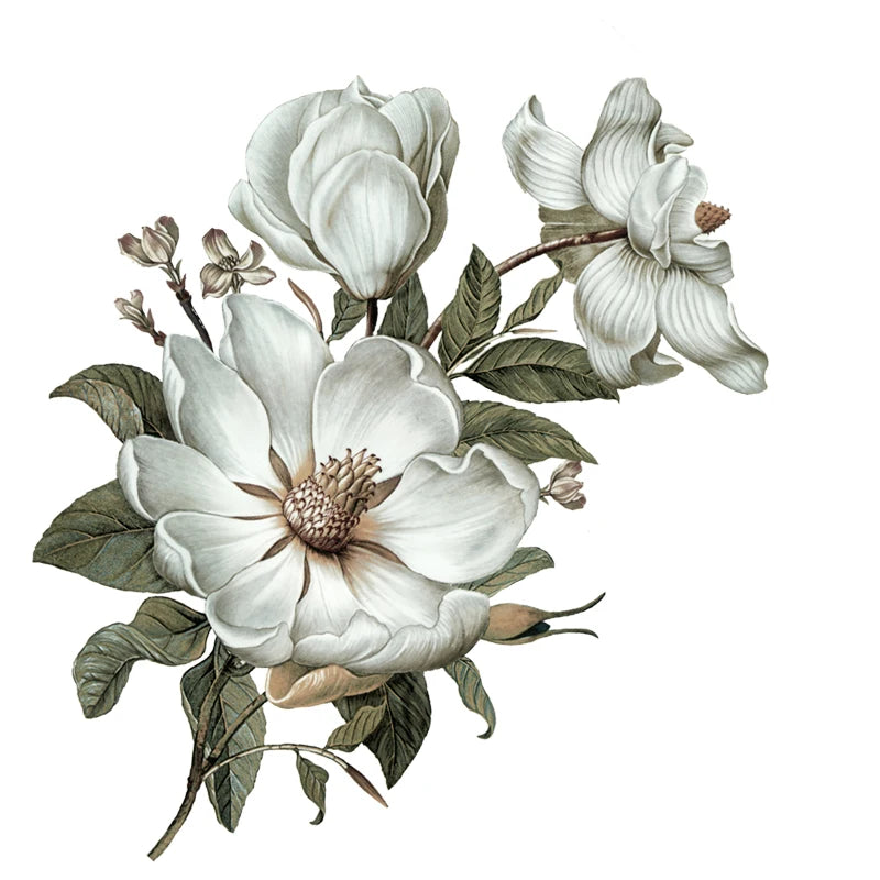 Flowers Wall Sticker Classical Magnolia for Home Decoration